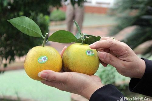 Tem truy xuất nguồn gốc cam Vinh giảm mạnh