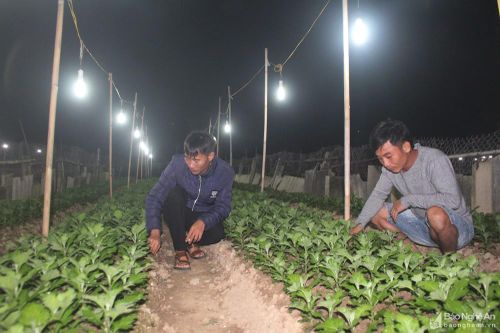 Nông dân Nghệ An chong điện chăm hoa Tết trong giá rét
