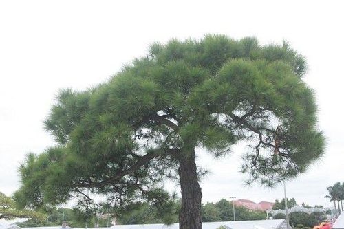 Choáng váng cây thông 'vạn niên tùng' cành đổ bạt độc lạ