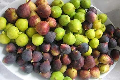 Tác dụng phụ nguy hiểm đối với sức khỏe từ quả sung