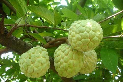 Công dụng của quả na với sức khỏe bà bầu