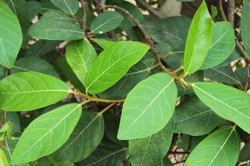 Lấy lá sung phơi khô rồi đun nước uống, bạn có ngay 'thần dược' trị 30 loại bệnh