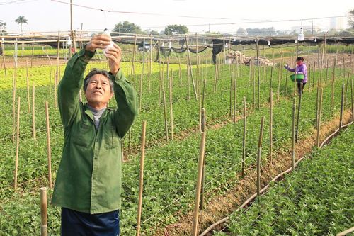 Chủ động phòng, chống rét cho cây trồng, vật nuôi
