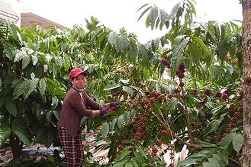 Cao nguyên mùa gió chướng