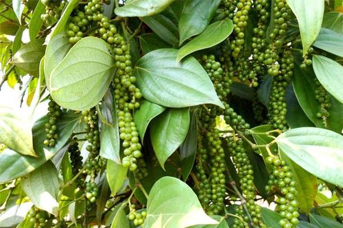 Giá tiêu hôm nay 14/12: Tăng nhẹ ở Đồng Nai, chuyên gia dự báo giá tiêu neo cao ít nhất đến giữa năm 2021