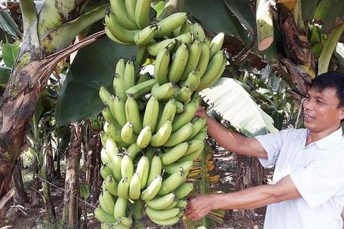 Hà Nội mở đường cho chuối xuất khẩu