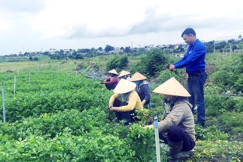 Chàng thanh niên dân tộc Tày mê nông nghiệp
