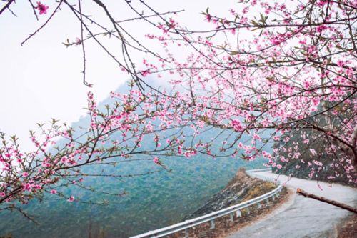 Du lịch Tây Bắc qua những sắc hoa