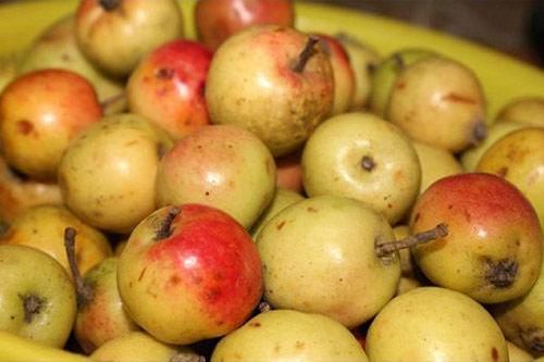 Táo mèo: 'Thần dược' núi rừng chữa bệnh hiệu quả