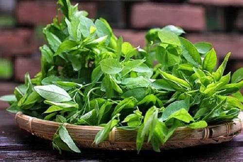 Rau ngót cực tốt nhưng 3 nhóm người này chớ dại ăn dù chỉ một miếng
