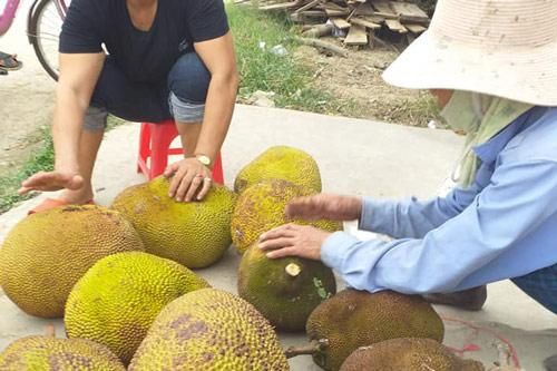 Thường xuyên ăn mít cần 'bỏ túi' ngay mẹo chọn đơn giản này