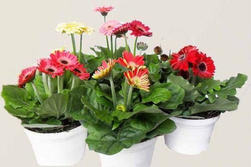 Cách trồng hoa đồng tiền lùn đơn giản cho không gian làm việc ngát hương