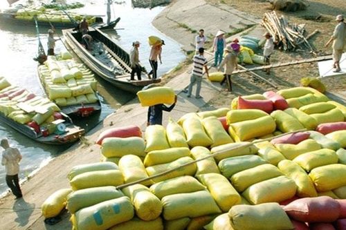 Giá lúa gạo hôm nay ngày 14/12: Đầu tuần giao dịch sôi động