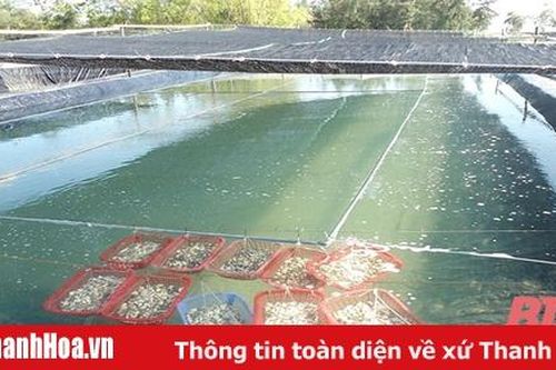 Sinh sản nhân tạo giống ngao trắng – thành công của ngành thủy sản Thanh Hóa