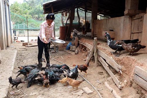 Nhiều mô hình khuyến nông chưa phát huy hiệu quả