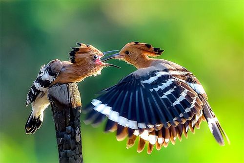 Tác giả Lê Hữu Thiết được kết nạp vào Hội Nghệ sĩ nhiếp ảnh Việt Nam