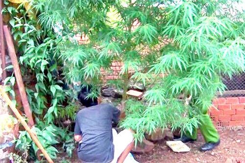 Trồng cây cần sa là vi phạm pháp luật