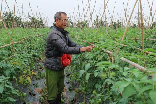 Vụ đông ở Đồng Trung
