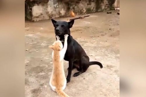 Chó 'phê lòi' khi được mèo massage mặt