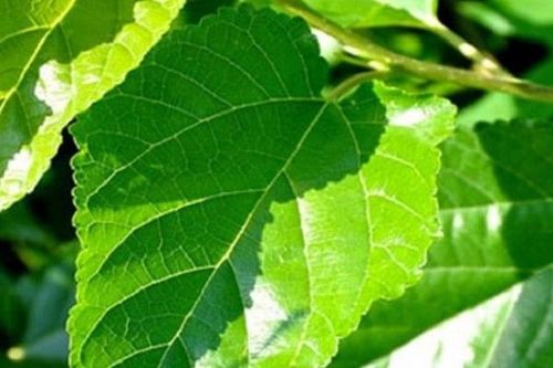 Lá dâu - vị thuốc hay