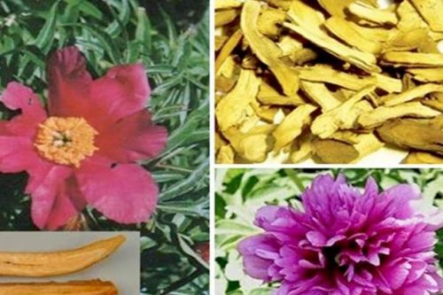 Đông y chữa bệnh viêm mũi