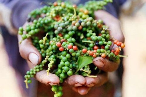 Giá tiêu hôm nay 15/12: Tăng ở Tây Nguyên, cao nhất 58.000 đồng/kg tại Bà Rịa - Vũng Tàu
