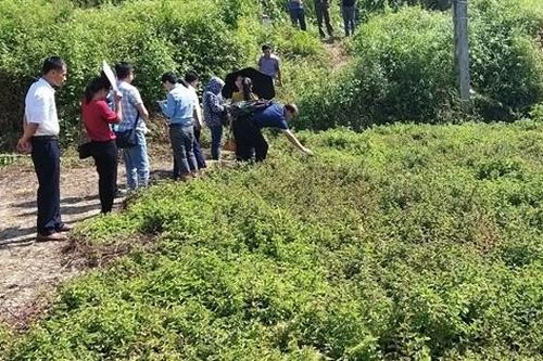 Mở rộng diện tích trồng thạch đen