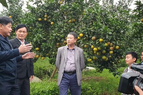 Ứng dụng truy xuất nguồn gốc với sản phẩm cam ở Bắc Trung Bộ