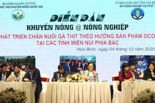 Chăn nuôi gà thịt theo hướng sản phẩm OCOP ở các tỉnh miền núi phía Bắc