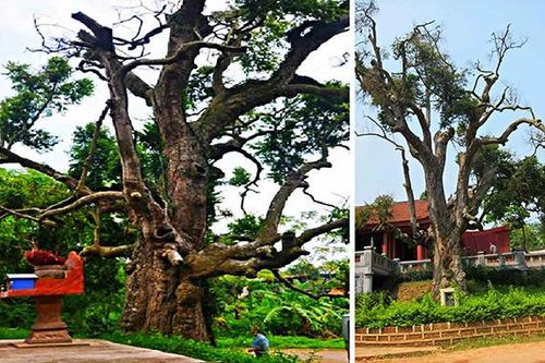 Những cổ thụ ngàn năm tuổi, tiền tấn không thể mua