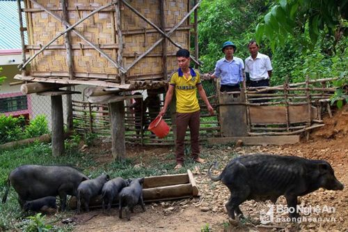 Nghệ An: Dịch tả lợn châu Phi tái bùng phát tại Kỳ Sơn