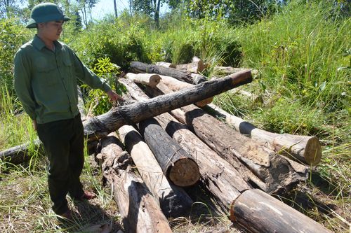 Chư Prông: Khẩn trương truy tìm đối tượng phá rừng
