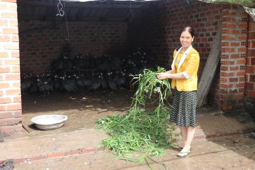 Kông Chro: Nuôi gà thả vườn cho thu nhập ổn định