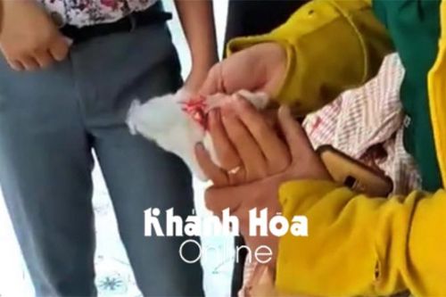 Cô giáo có tiền sử bệnh tâm thần dùng dao tấn công đồng nghiệp