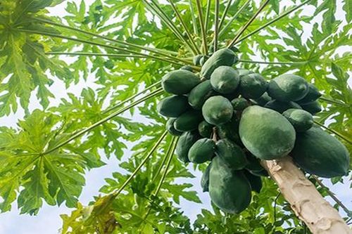 8 lợi ích bất ngờ của đu đủ sống mà bạn cần biết