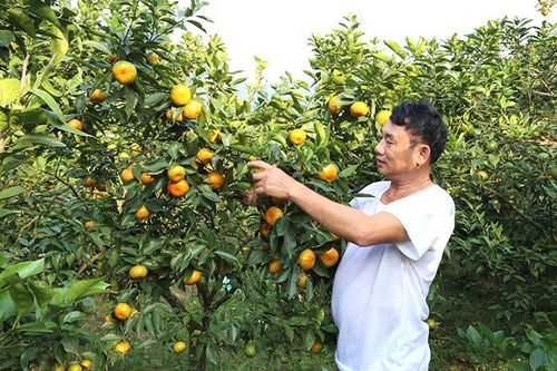 Trồng cây có múi, đúc túi tiền triệu