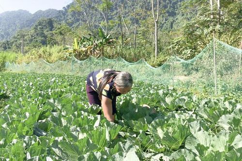 Năng Khả trồng cây vụ đông cho giá trị kinh tế cao
