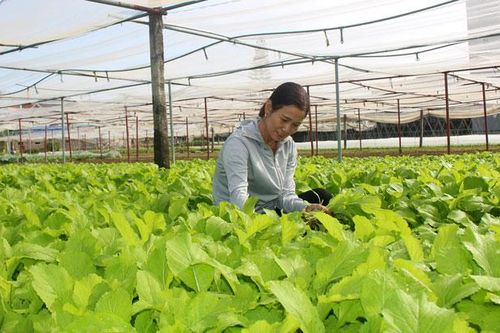 Gần 5 tỷ đồng hỗ trợ các mô hình, dự án sản xuất