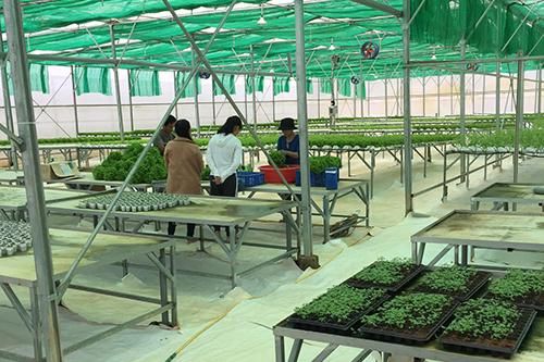 Liên kết bền vững giữa doanh nghiệp và hợp tác xã