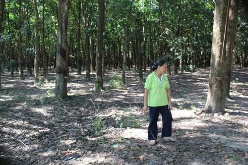 Giao đất trồng cao su 50 năm rồi đột ngột thu hồi: Người dân kêu cứu!