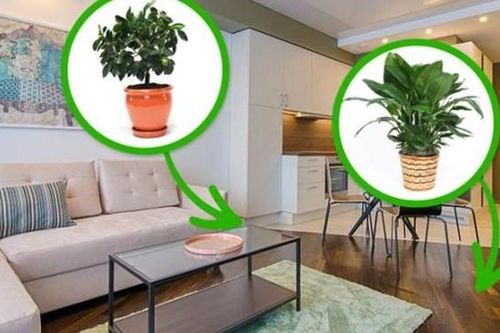 15 mẹo vặt khử mùi hôi trong nhà cực đơn giản