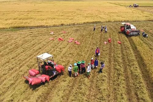 Bỉ hỗ trợ sản xuất sản xuất lúa bền vững