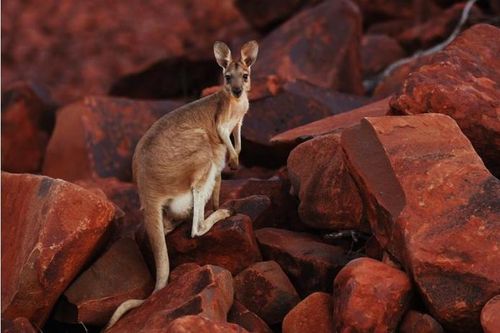 Kangaroo có thể học cách giao tiếp với con người