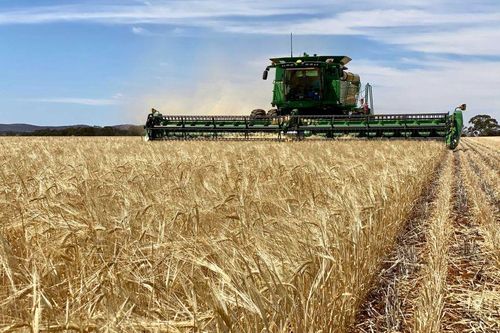Australia khiếu nại lên WTO về thuế lúa mạch của Trung Quốc