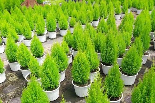 Thị trường 16/12: Gạo ST25 'nhái' tràn lan, tùng thơm mini đắt khách mùa Giáng sinh