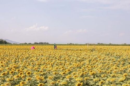 Thái Lan bùng nổ sắc màu hoa hướng dương vào mùa