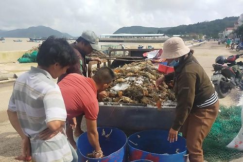 Chưa bao giờ có: Hải sản 'nhà giàu' tràn vỉa hè, mua cả mâm về ăn