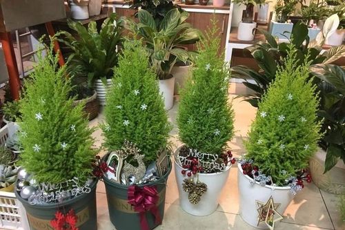 Tùng thơm mini giống hệt cây thông đắt khách Noel 2020