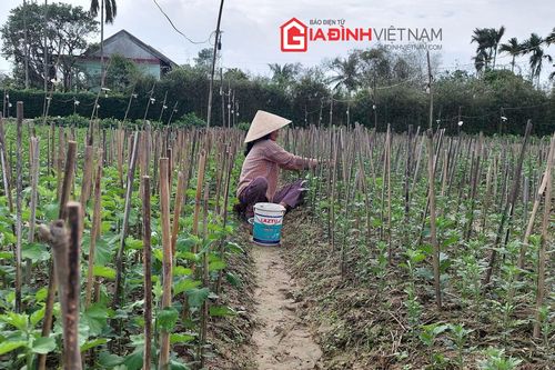 Người trồng hoa Thừa Thiên Huế lo mất Tết vì... ế hàng