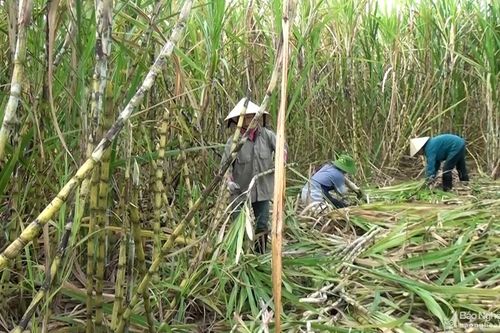 Giá mua mía vùng Nghĩa Đàn, Quỳ Hợp tăng hơn 60 ngàn đồng/tấn so với niên vụ 2019-2020
